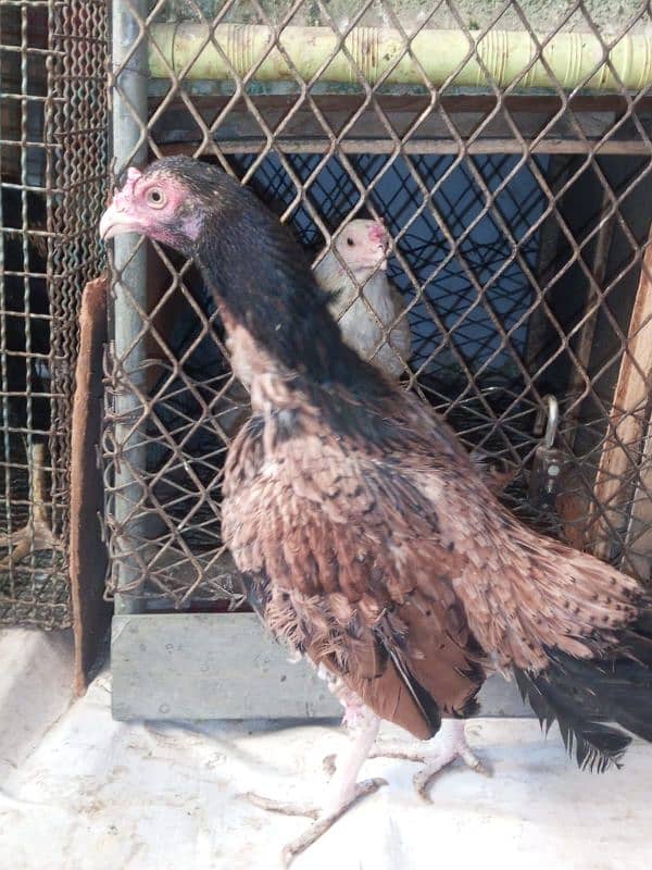 aseel lasani and aseel pawposh hens for sale 2