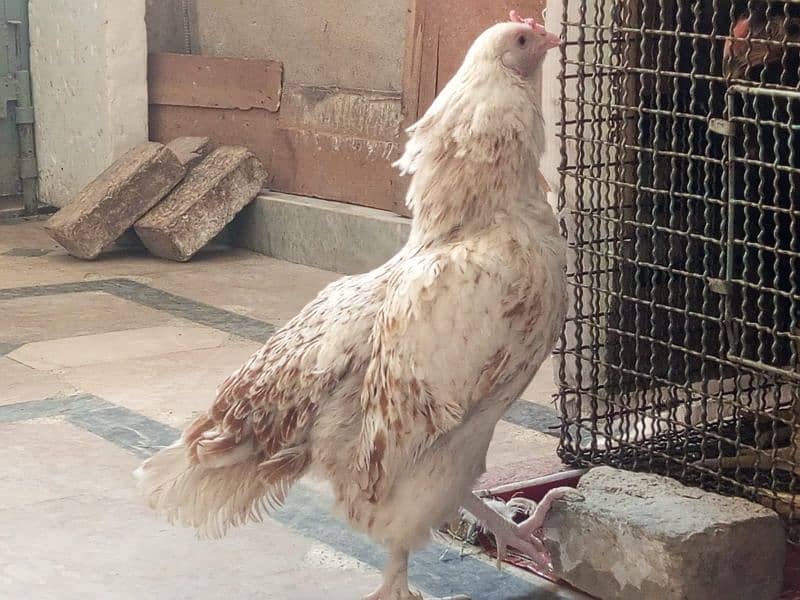 aseel lasani and aseel pawposh hens for sale 4