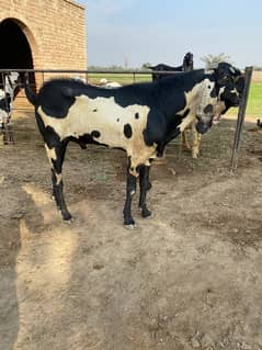 Breeder Bakra | Beetal | Barbri Male | Gaot | بکرا |  Breeder