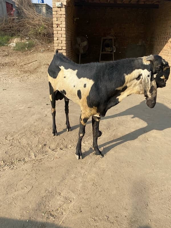 Breeder Bakra | Beetal | Barbri Male | Gaot | بکرا |  Breeder 5