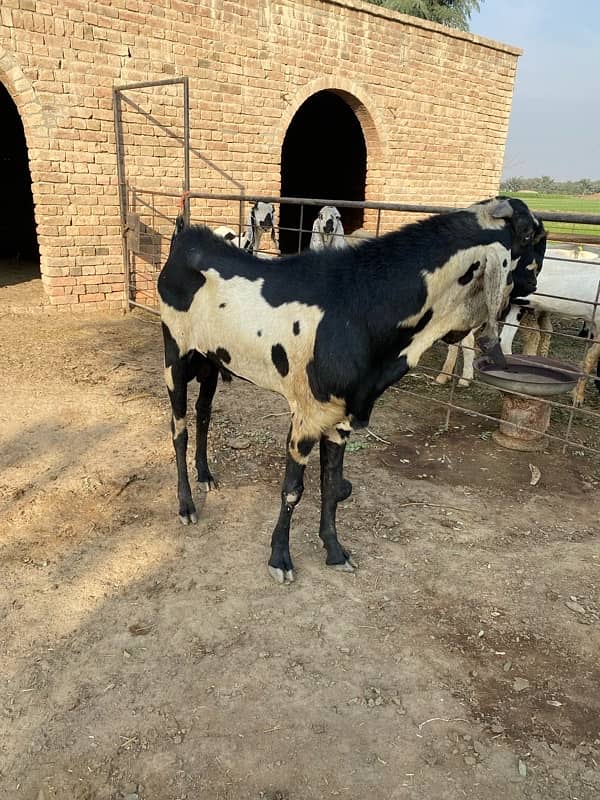 Breeder Bakra | Beetal | Barbri Male | Gaot | بکرا |  Breeder 2