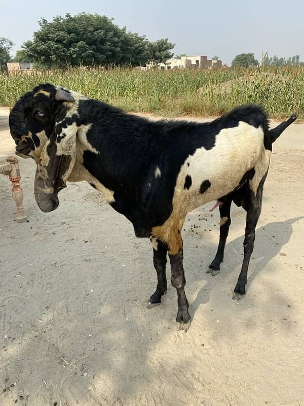 Breeder Bakra | Beetal | Barbri Male | Gaot | بکرا |  Breeder 4