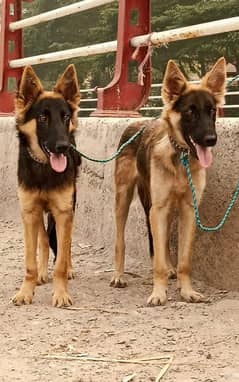 Belgian Shepherd Pair | Belgian Shepherd ,Bhagyari Dog