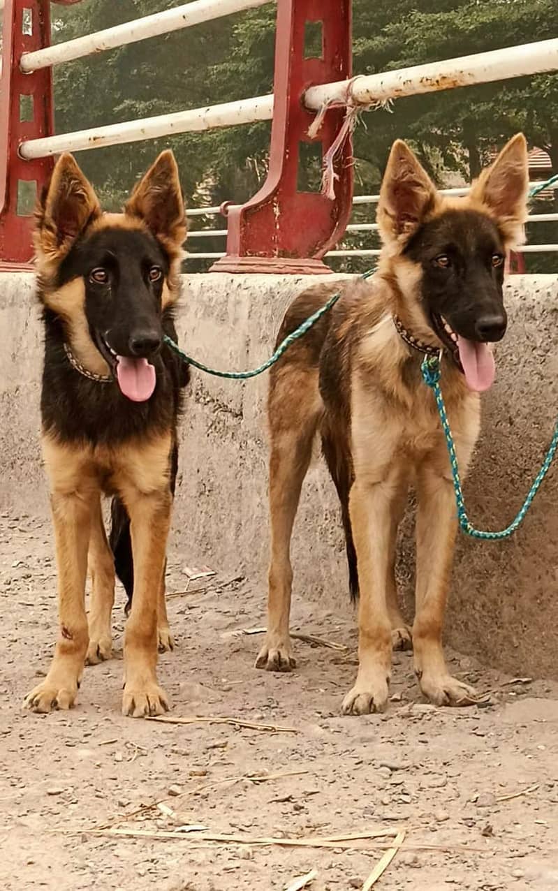 Belgian Shepherd Pair | Belgian Shepherd ,Bhagyari Dog 0