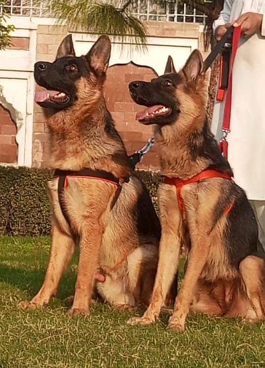 Belgian Shepherd Pair | Belgian Shepherd ,Bhagyari Dog 1