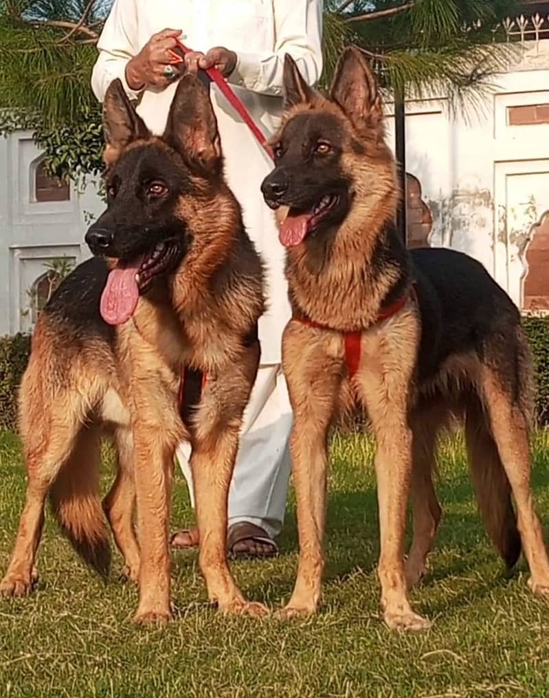 Belgian Shepherd Pair | Belgian Shepherd ,Bhagyari Dog 2