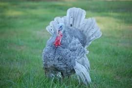 blue slate turkey birds chicks