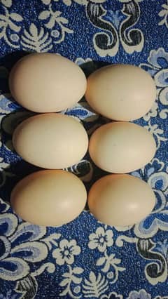 Desi and fertile eggs گھر کے دیسی انڈے دستیاب ہیں