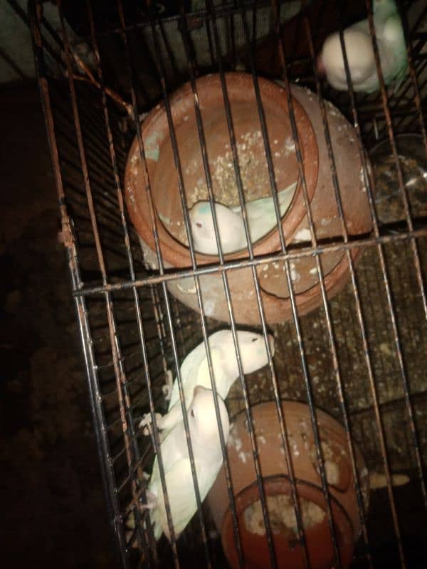 albino red eye split breeder pair 2