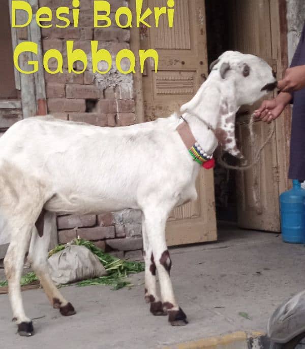 Desi Bakri Gabban 3