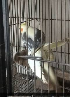 Lutine pied male and Lutine Red Eye femal