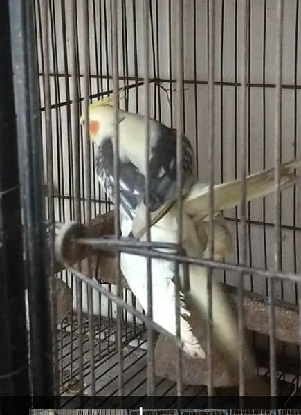 Lutine pied male and Lutine Red Eye femal 0