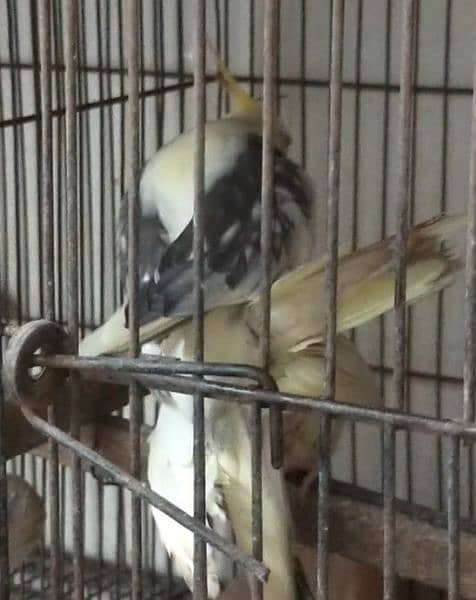 Lutine pied male and Lutine Red Eye femal 1