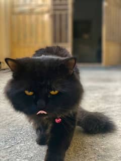 Persian Cat