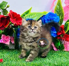 Persian Kitten Tabby color triple coated Punch face