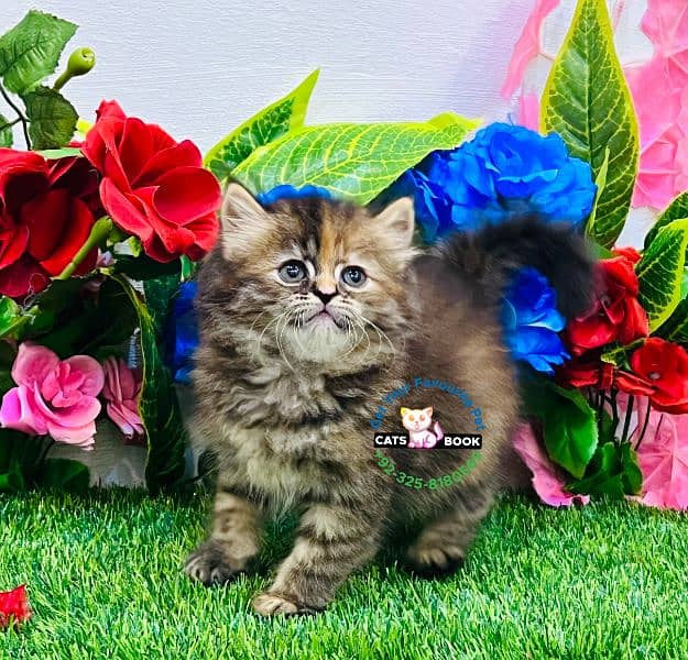 Persian Kitten Tabby color triple coated Punch face 0