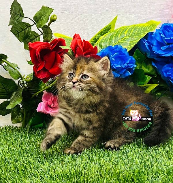 Persian Kitten Tabby color triple coated Punch face 1