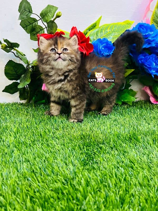 Persian Kitten Tabby color triple coated Punch face 3