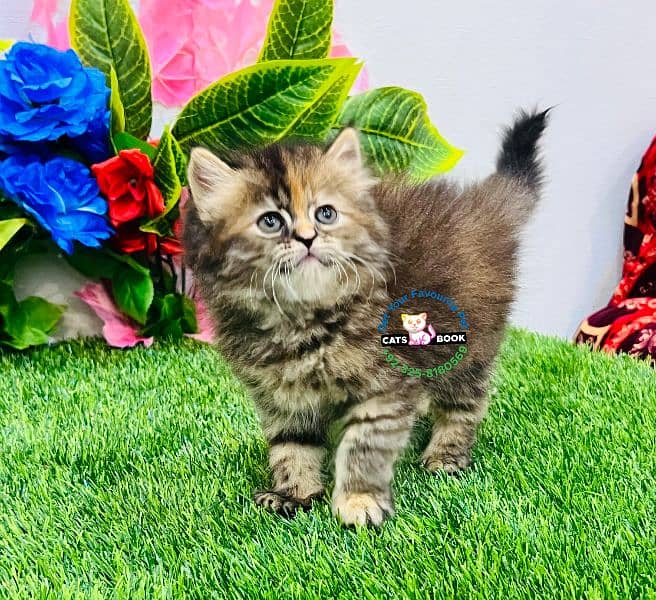 Persian Kitten Tabby color triple coated Punch face 4