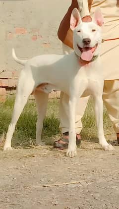 Pure kohati gulatair for sale / Male Kohati gultair dog