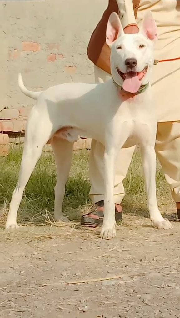 Pure kohati gulatair for sale / Male Kohati gultair dog 0