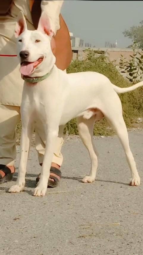 Pure kohati gulatair for sale / Male Kohati gultair dog 1