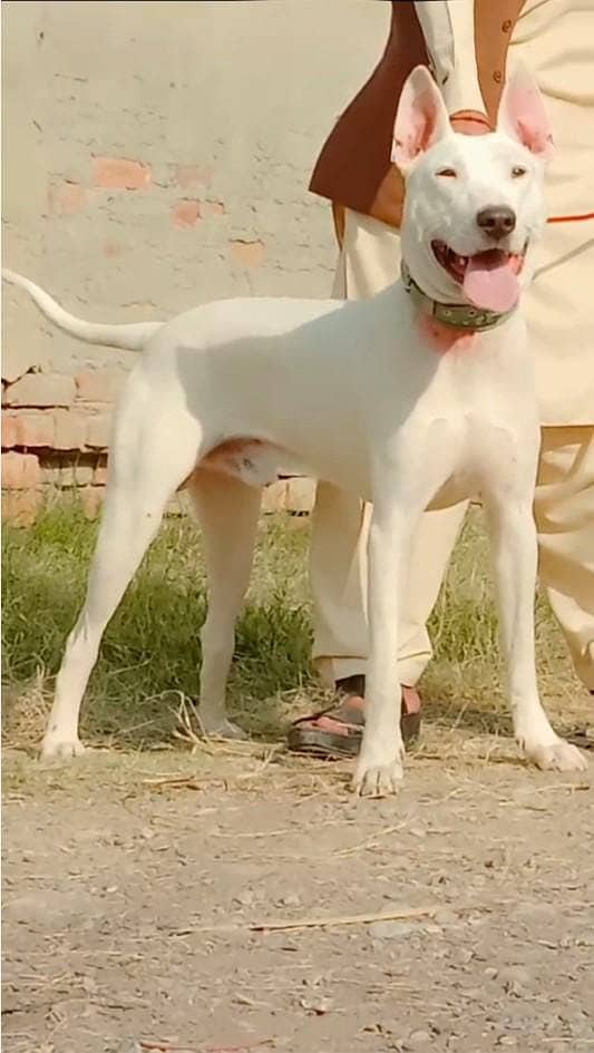 Pure kohati gulatair for sale / Male Kohati gultair dog 2