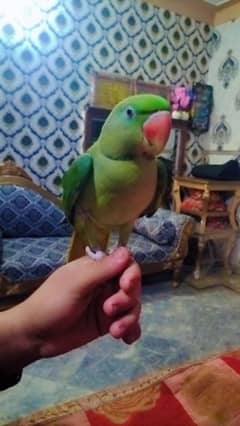 parrot 03284104304