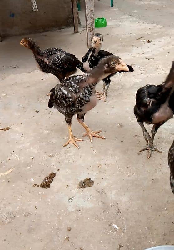 Aseel Chicks For Sale 2