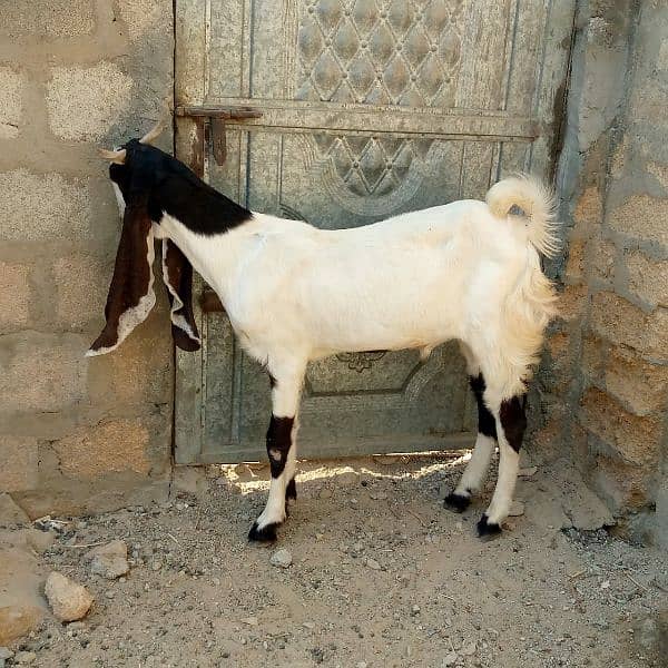 goat for sale 1