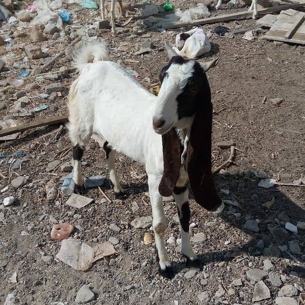 goat for sale 2