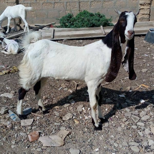 goat for sale 3