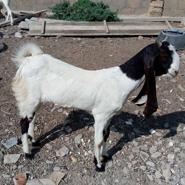 goat for sale 4