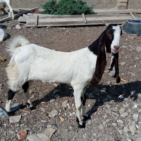 goat for sale 5