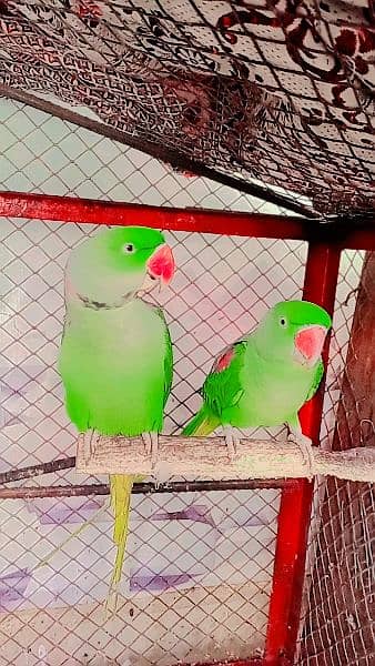 raw parrot pair 0