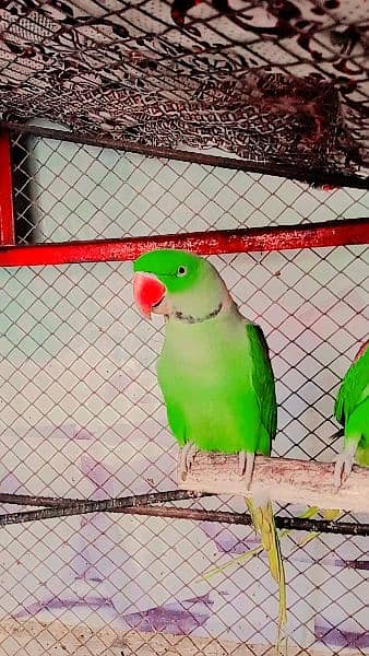 raw parrot pair 1