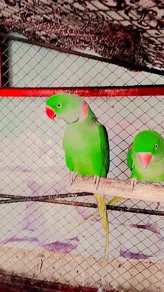 raw parrot pair 2