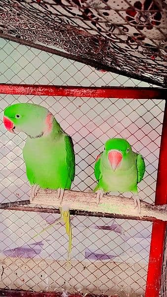 raw parrot pair 3