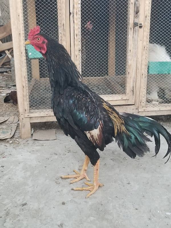 Aseel Chicks / Aseel Saleti / Aseel Mushka For Sale Reasonable Price 0