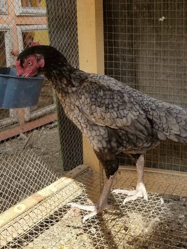 Aseel Chicks / Aseel Saleti / Aseel Mushka For Sale Reasonable Price 1