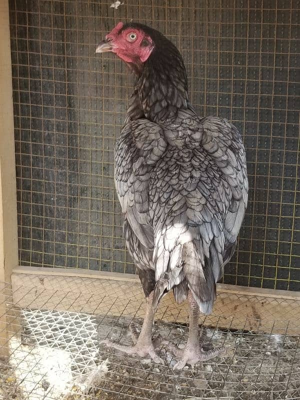 Aseel Chicks / Aseel Saleti / Aseel Mushka For Sale Reasonable Price 2