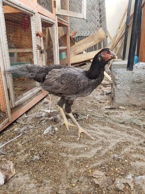 Aseel Chicks / Aseel Saleti / Aseel Mushka For Sale Reasonable Price 4