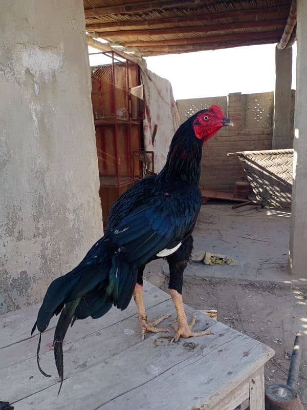 Aseel Chicks / Aseel Saleti / Aseel Mushka For Sale Reasonable Price 5