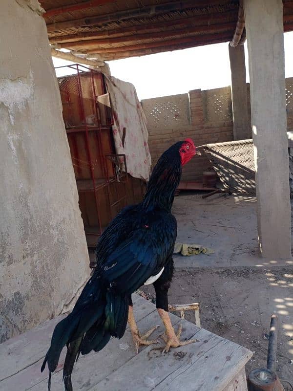 Aseel Chicks / Aseel Saleti / Aseel Mushka For Sale Reasonable Price 6