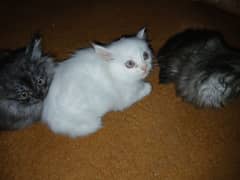 Persian Kittens for sale