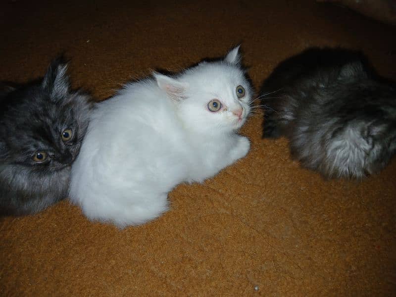 Persian double court Kittens for sale 0