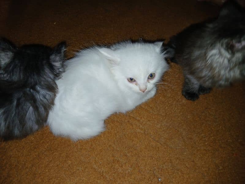 Persian double court Kittens for sale 1