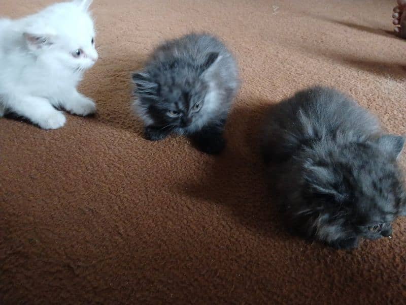 Persian double court Kittens for sale 2