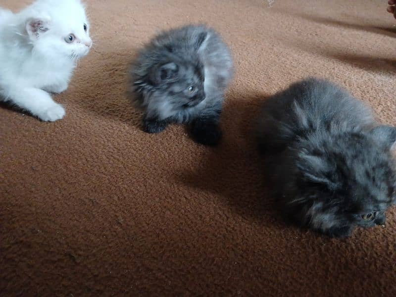 Persian double court Kittens for sale 3