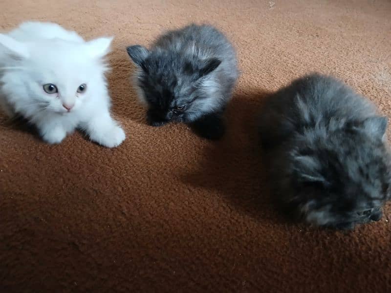 Persian double court Kittens for sale 4